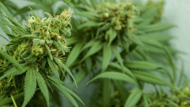 Marihuana medicinal es legalizada en Mississippi at Memphis Noticias | 3 Marihuana medicinal es legalizada en Mississippi