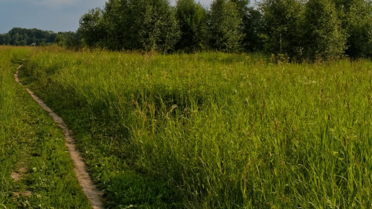 Cadáveres de caballos y ciervos arrojados cerca de sendero en East Memphis causan preocupación at Memphis Noticias | 4 Cadáveres de caballos y ciervos arrojados cerca de sendero en East Memphis causan preocupación