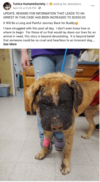 Perro fue torturado y quemado en el norte de Mississippi | by rodrigodominguez
