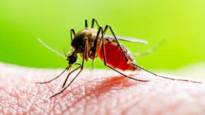 Memphis Noticias | Mosquitos | Memphis Noticias Memphis Noticias | by Memphis Noticias