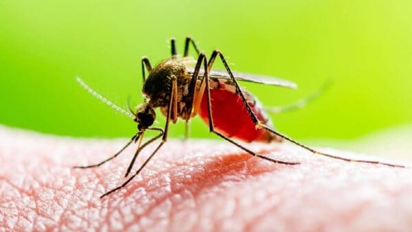 Mosquitos