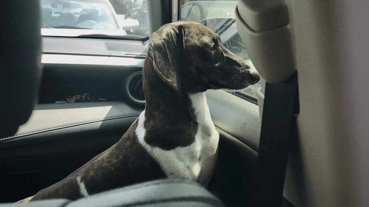 Clínica gratuita de vacunación para mascotas este sábado en Memphis