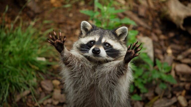 Adoptar un mapache como mascota es ahora más barato en Tennessee