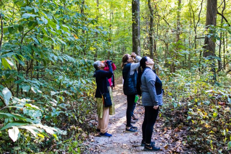 Songbird stroll: paseo de aves en el old forest