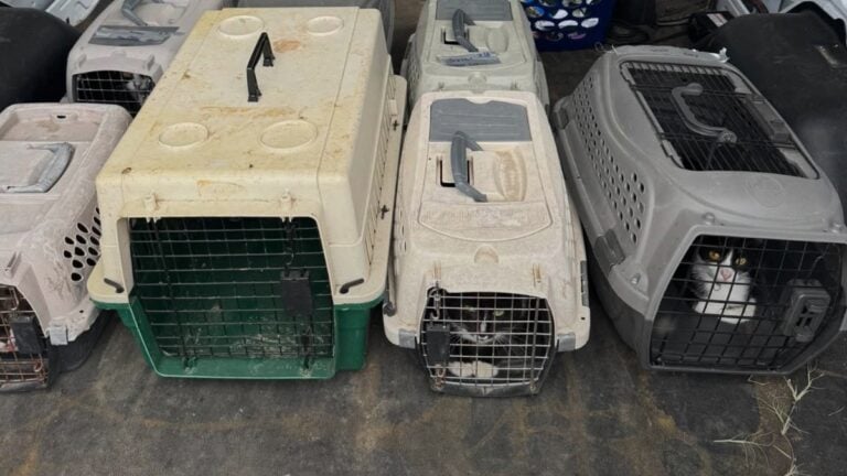 Rescatan a más de 70 animales de una vivienda en brownsville; refugio pide ayuda para atenderlos