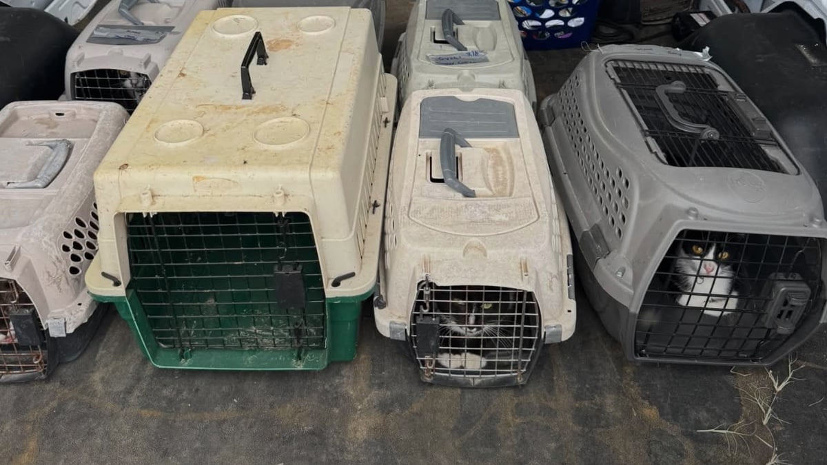 Rescatan a más de 70 animales de una vivienda en brownsville; refugio pide ayuda para atenderlos