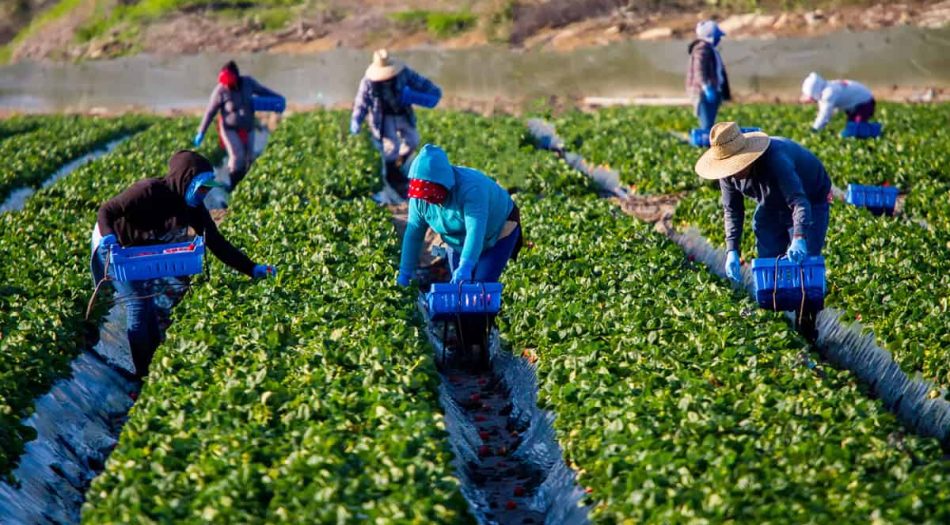 Migrantes Agricolas