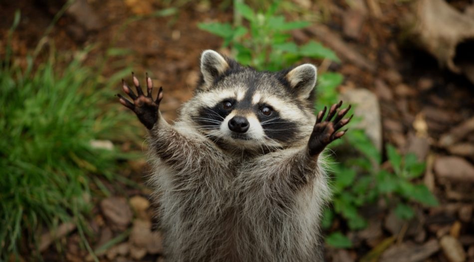 mapache-mascota-tennessee-permiso-2026