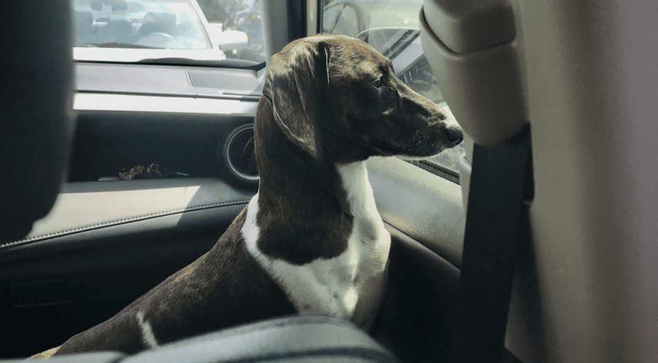 perro mira atraves de ventana de auto